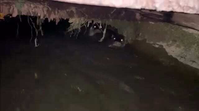 Bursa’nın İnegöl ilçesinde sulama kanalında görülen su samurları vatandaşların ilgisini