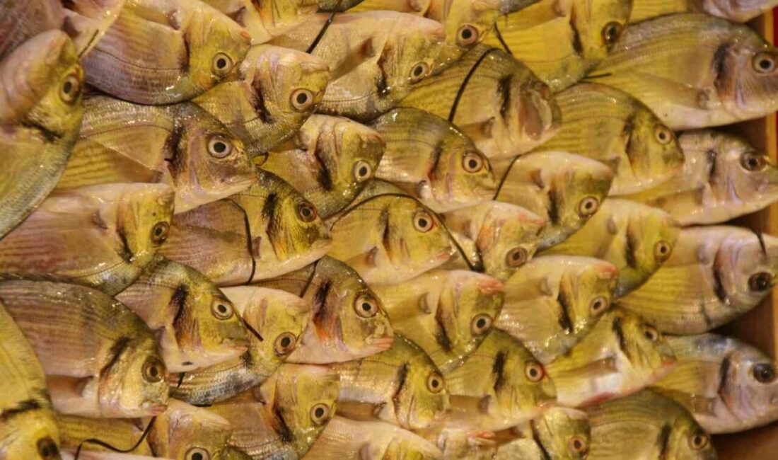 Su Ürünleri Derneği Yönetim Kurulu Başkanı Şükrü Yıldırım, Türkiye’de en güvenilir protein