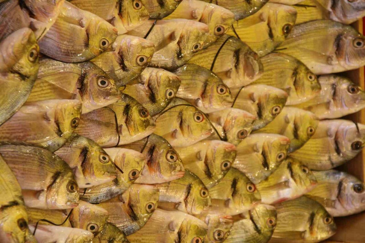 Su Ürünleri Derneği Yönetim Kurulu Başkanı Şükrü Yıldırım, Türkiye’de en güvenilir protein