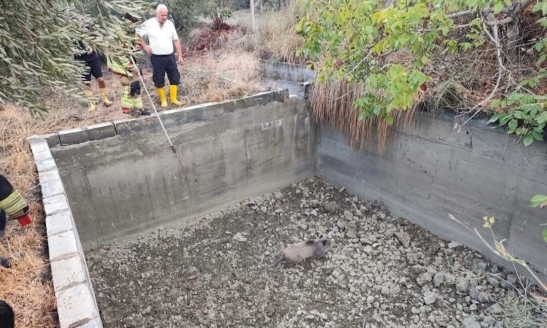 Hatay’ın Arsuz ilçesinde boş sulama havuzuna düşen domuz, itfaiye ekiplerinin