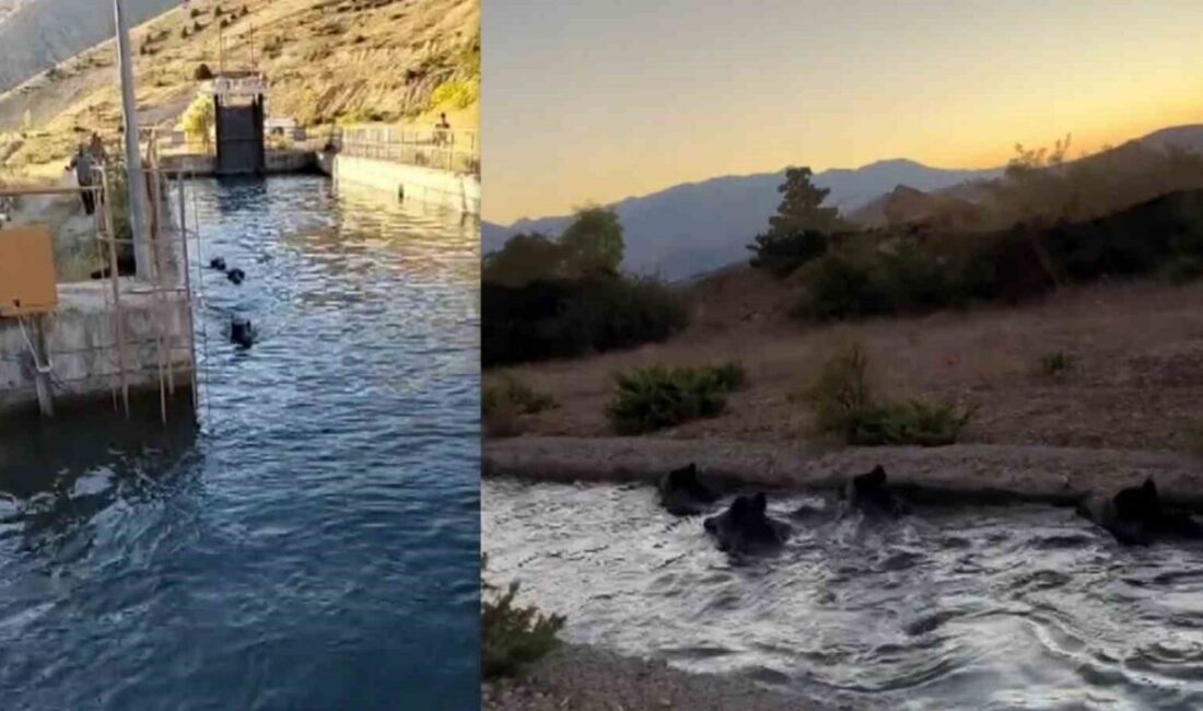 Erzincan’ın Çağlayan Beldesinde çoban köpeklerinden kaçıp sulama kanalına giren domuz
