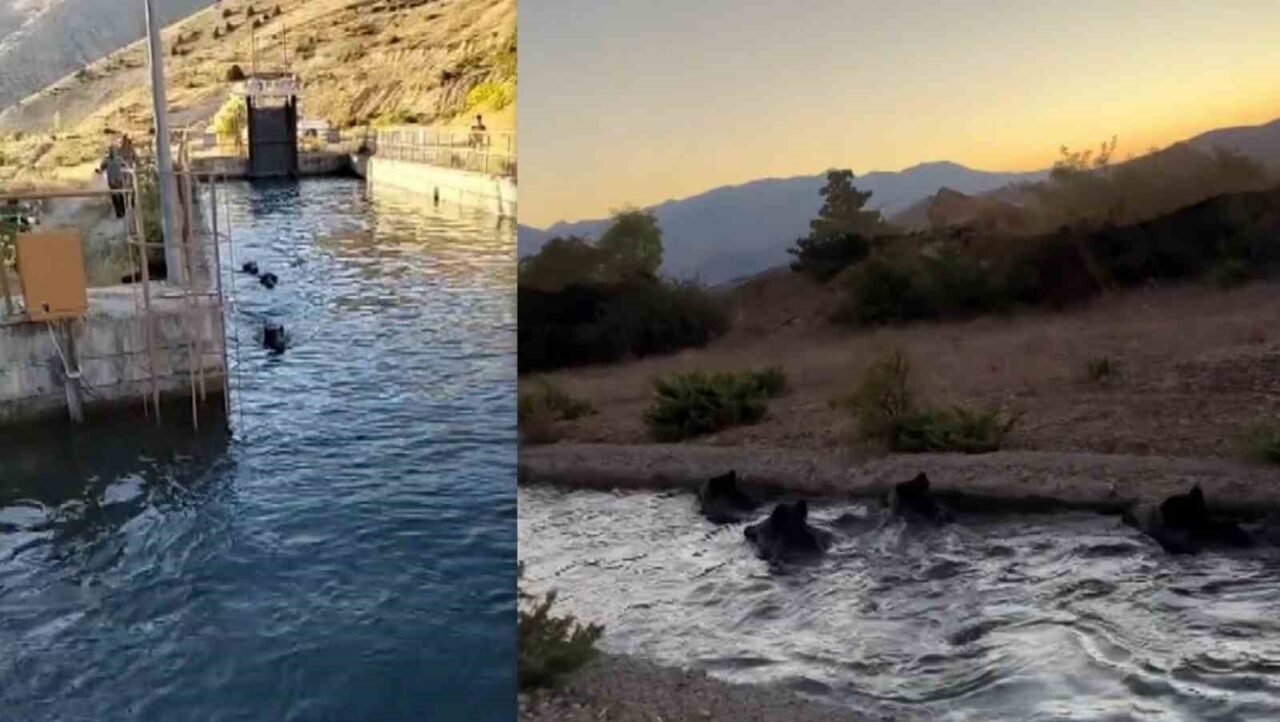 Erzincan’ın Çağlayan Beldesinde çoban köpeklerinden kaçıp sulama kanalına giren domuz