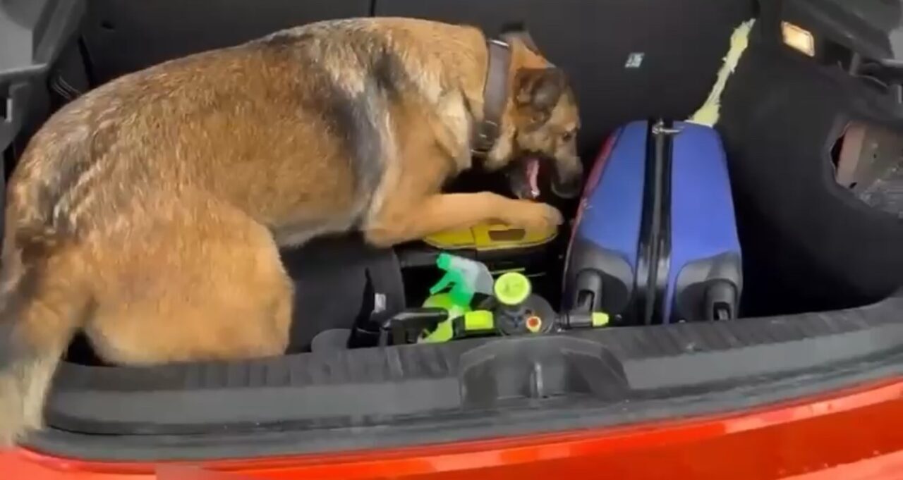 Samsun’da narkotik polisinin takibi sonucu durdurularak arama yapılan bir araçta,