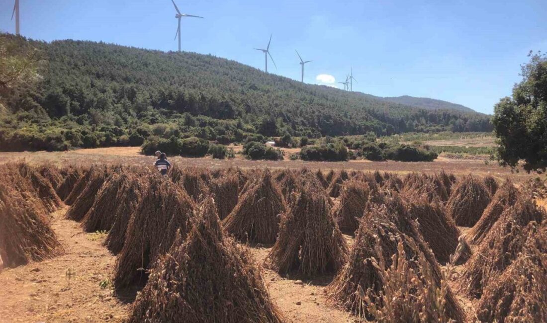 Aydın’ın Söke ilçesinde kuralık sebebiyle alternatif ürün olarak ekilen susamda