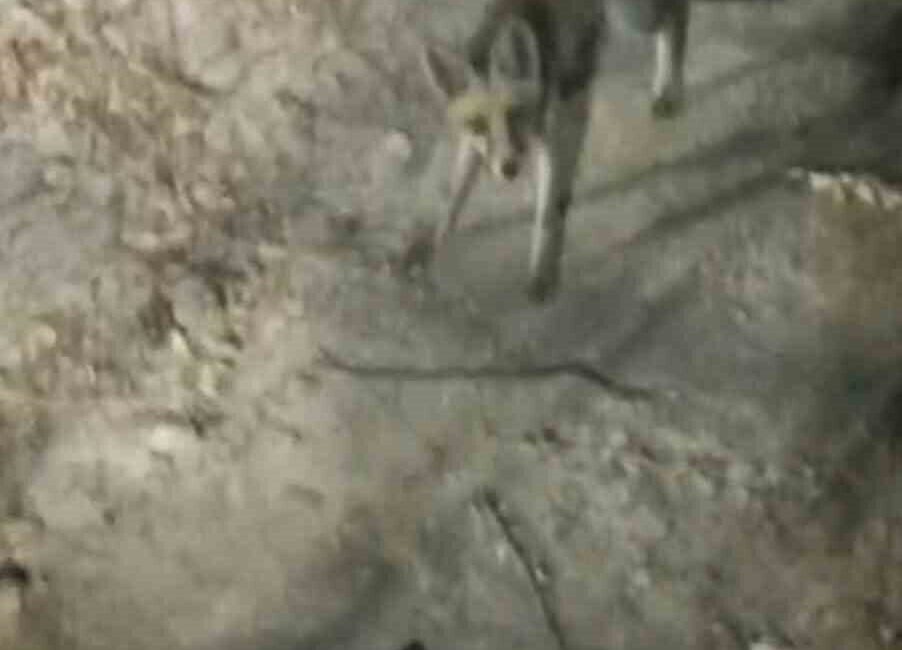 Adıyaman’ın Gölbaşı ilçesinde tabiat parkına inen bir tilki piknikçiler tarafından