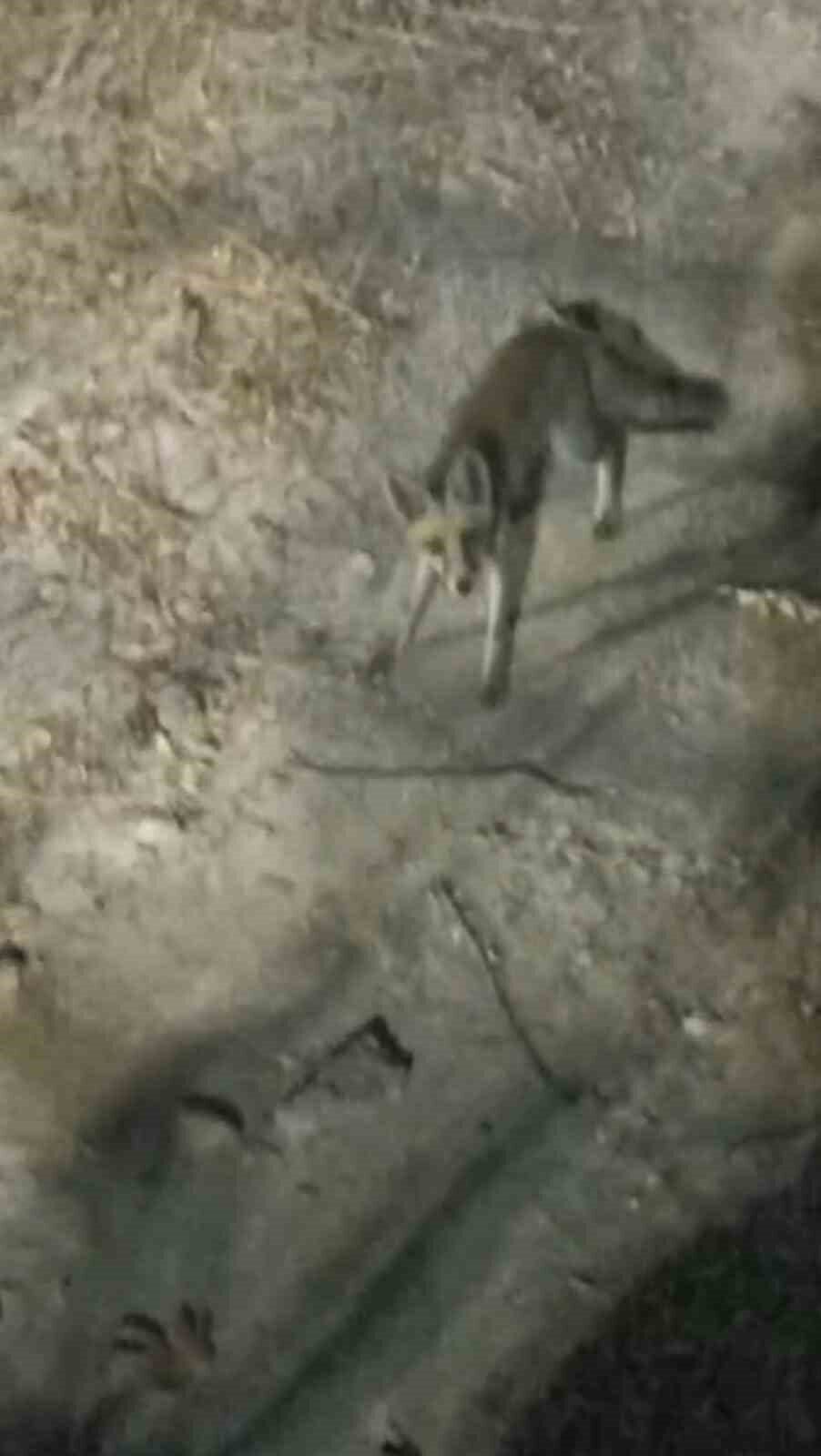 Adıyaman’ın Gölbaşı ilçesinde tabiat parkına inen bir tilki piknikçiler tarafından