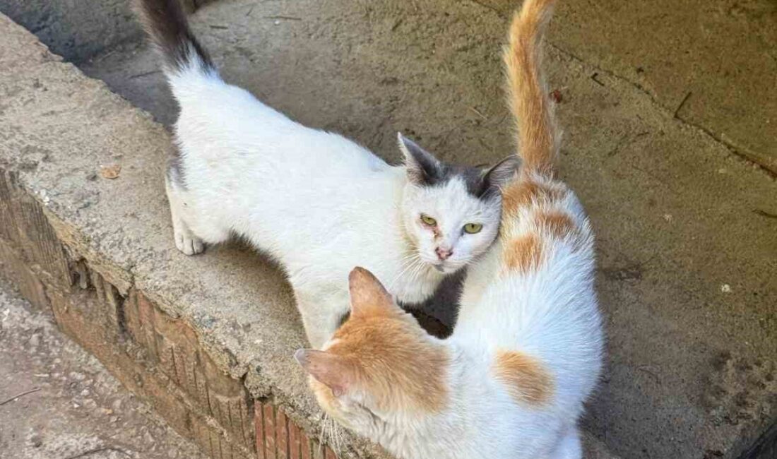 Gazipaşa İlçe Tarım Müdürlüğü 31 Aralık 2025 sonrası kimliksiz hayvanlara