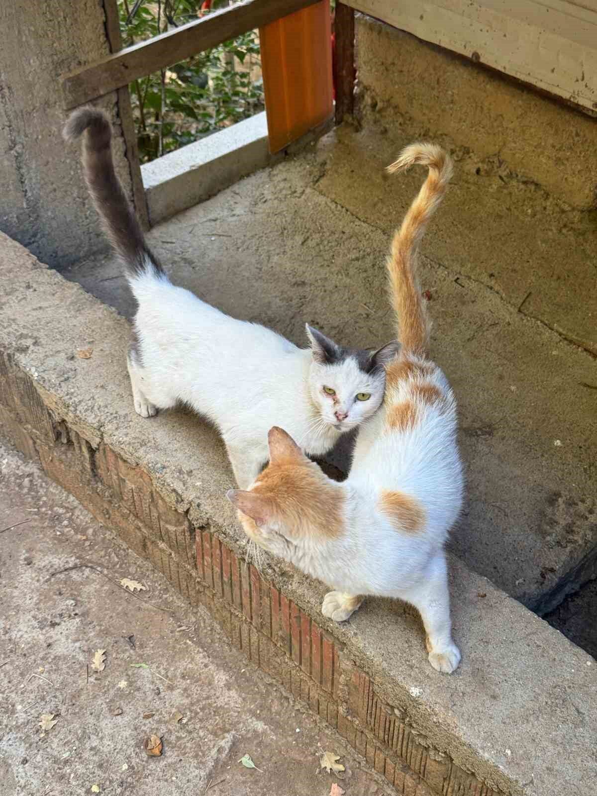 Gazipaşa İlçe Tarım Müdürlüğü 31 Aralık 2025 sonrası kimliksiz hayvanlara