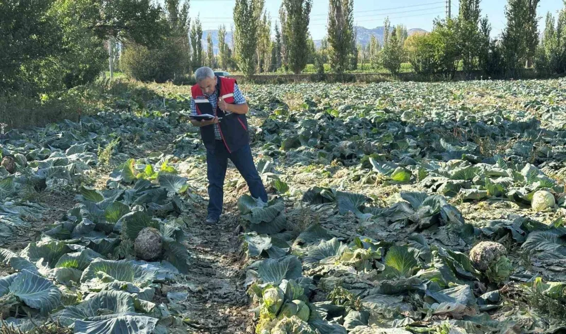 Afyonkarahisar’da ekimi yapılan tarım ürünlerinde hasat verimliliği ve kalite için