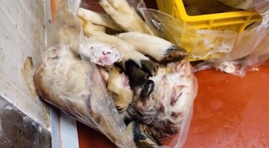 Tarım ve Orman Bakanlığı, 11 bin 250 kilogram et ve