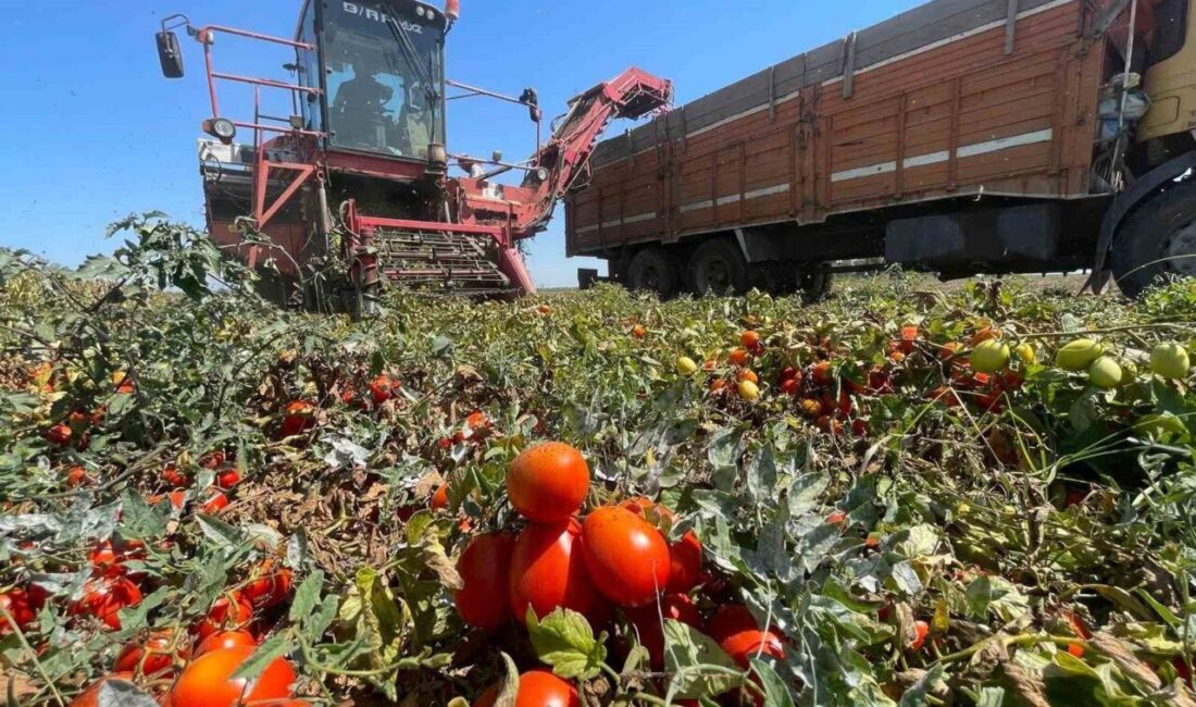 Bursa’nın Karacabey ilçesindeki çiftçiler geçen yıl domatesten kazanamayınca farklı ürünlere