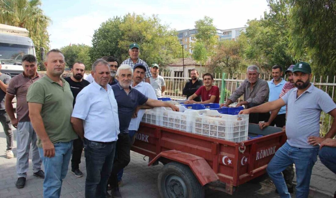 S.S. 6 Nolu Germencik İncir Tarım Satış Kooperatifi, tüccarların TARİŞ