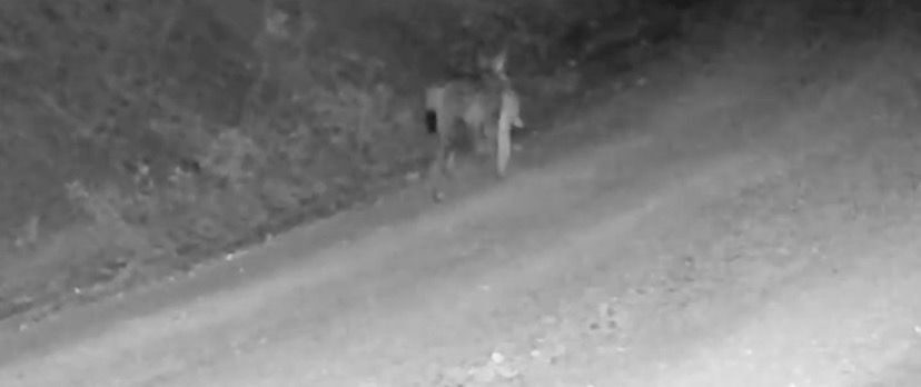 Çankırı’da avladığı tavşanı ağzında taşıyan vaşak fotokapan kameralarına yansıdı. Çankırı’da