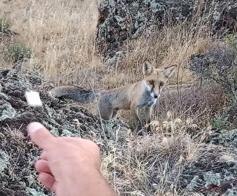 Kütahya’nın Tavşanlı ilçesi Çukurköy Mahallesi’ndeki Şaban Dede Mesire Alanı’nda, doğayla