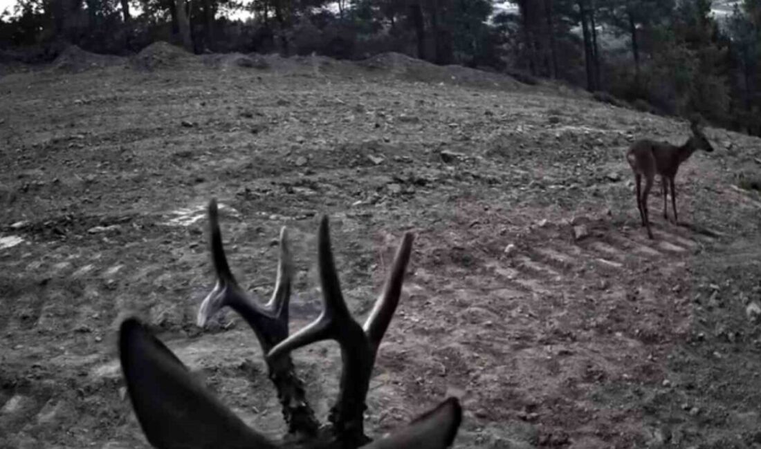 Tekirdağ’ın Süleymanpaşa ilçesinde, Ganos Dağları’nda doğa gezileri sırasında yerleştirilen fotokapanlara