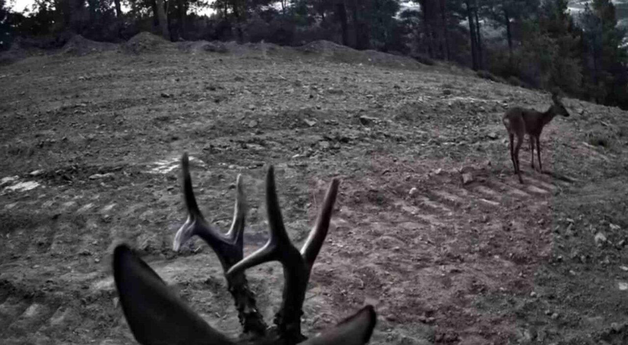 Tekirdağ’ın Süleymanpaşa ilçesinde, Ganos Dağları’nda doğa gezileri sırasında yerleştirilen fotokapanlara