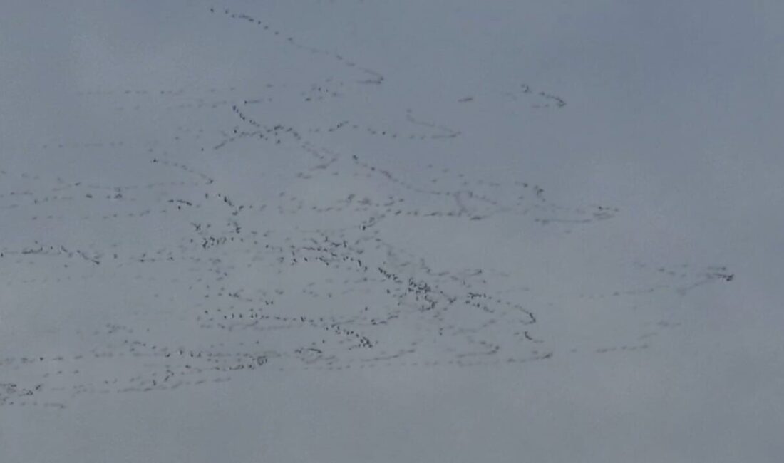Tekirdağ’ın Süleymanpaşa semalarında sabah saatlerinde yüzlerce leyleğin toplu uçuşu gözlendi,
