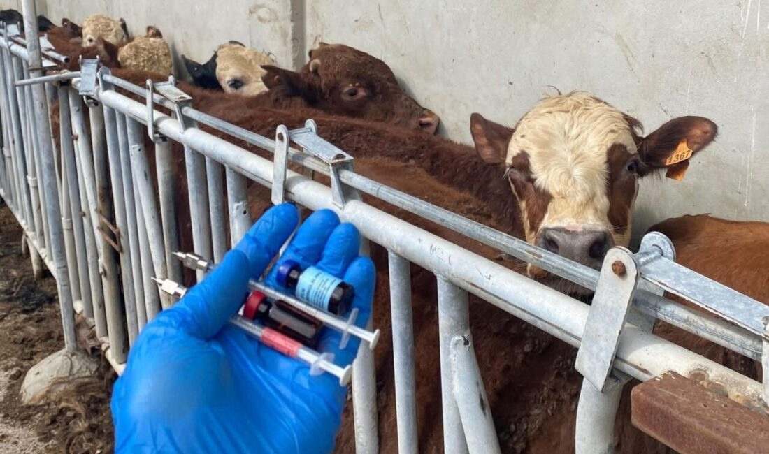 Tekirdağ’ın Marmaraereğlisi ilçesi Yeniçiftlik Mahallesi’nde bulunan hayvancılık işletmesine ithal olarak