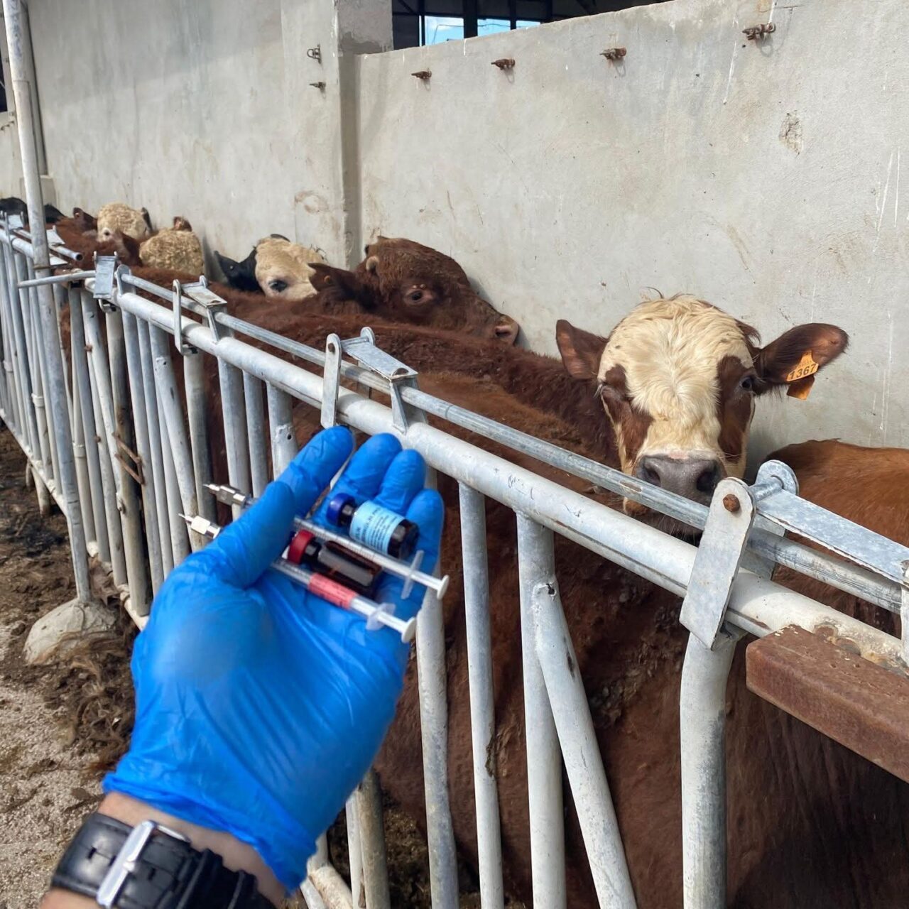 Tekirdağ’ın Marmaraereğlisi ilçesi Yeniçiftlik Mahallesi’nde bulunan hayvancılık işletmesine ithal olarak