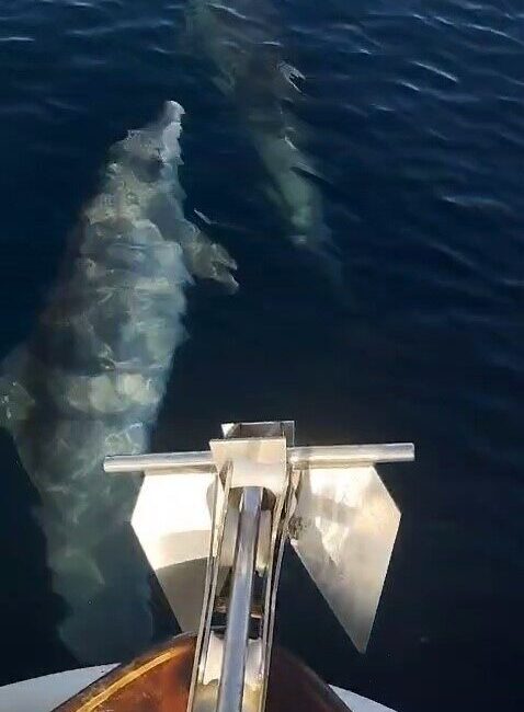 Tekirdağ’ın Marmaraereğlisi ilçesi açıklarında denize açılan bir tekne, kendisine eşlik