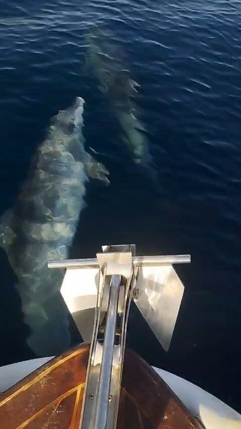 Tekirdağ’ın Marmaraereğlisi ilçesi açıklarında denize açılan bir tekne, kendisine eşlik