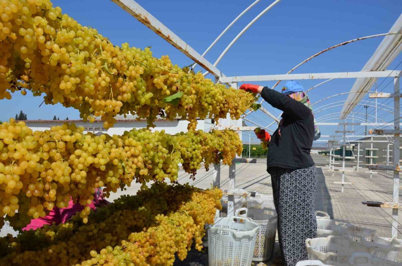 Manisa Bağcılık Araştırma Enstitüsü’nden Ziraat Yüksek Mühendisi Mustafa Sacit İnan,