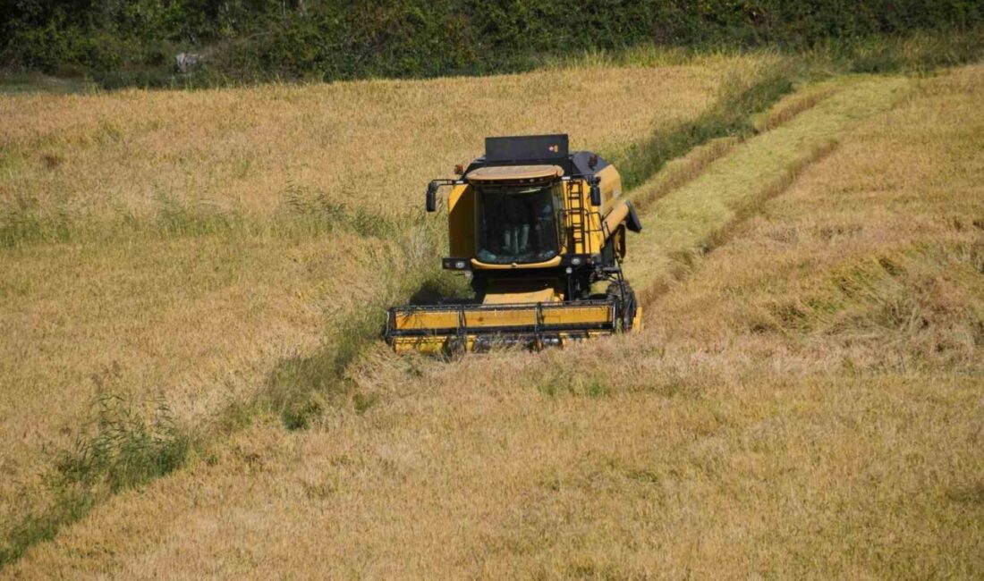 Kastamonu’nun Tosya ilçesinde 10 bin dekar alanda yetiştirilen coğrafi işaretli