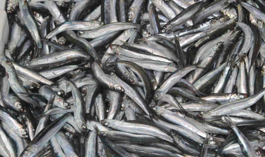 Karadeniz’de bu sezon palamutun azlığı, hamsinin ise bolluğu dikkat çekiyor.