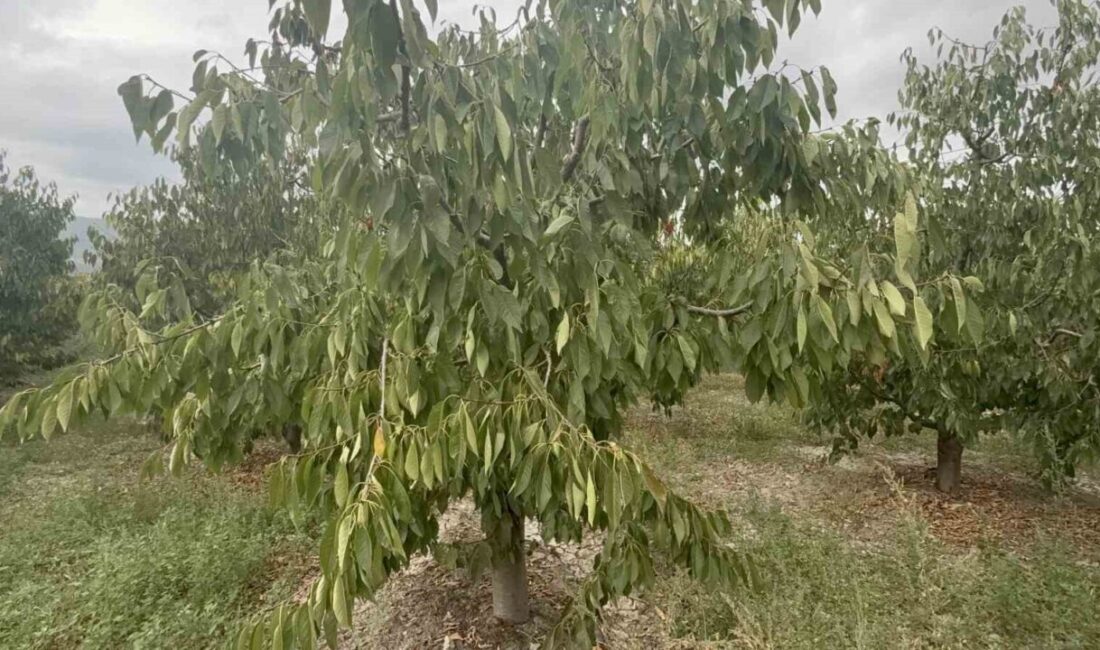Tokat’ta yetişen ve normallerine göre iki kat iri olan ’Ziraat