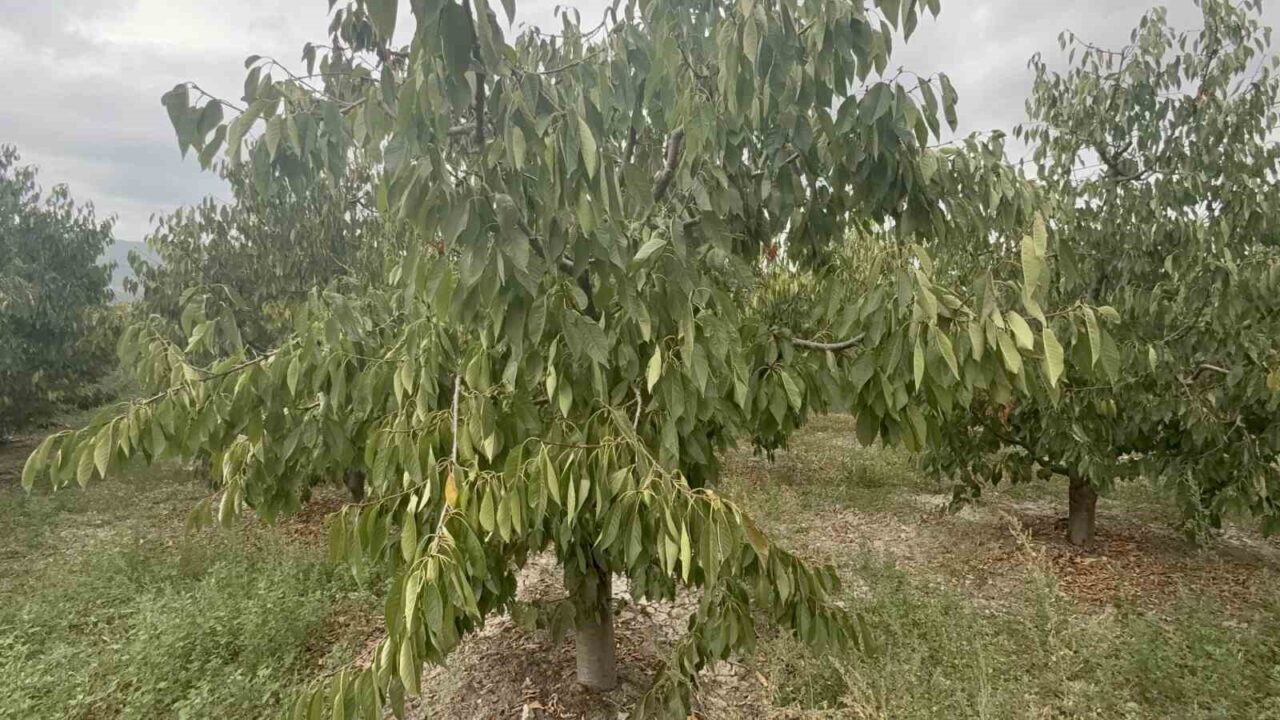 Tokat’ta yetişen ve normallerine göre iki kat iri olan ’Ziraat
