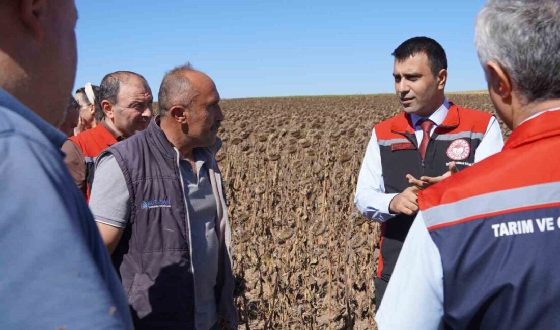 Tokat’ta TAKE Projesi kapsamında dağıtılan 18,6 ton hibeli ayçiçeği tohumlarının