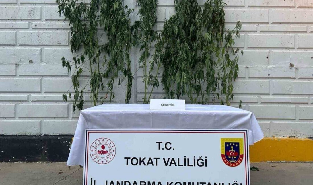 Tokat’ın Niksar ilçesinde jandarma ekiplerince düzenlenen operasyonda 10 kök kenevir