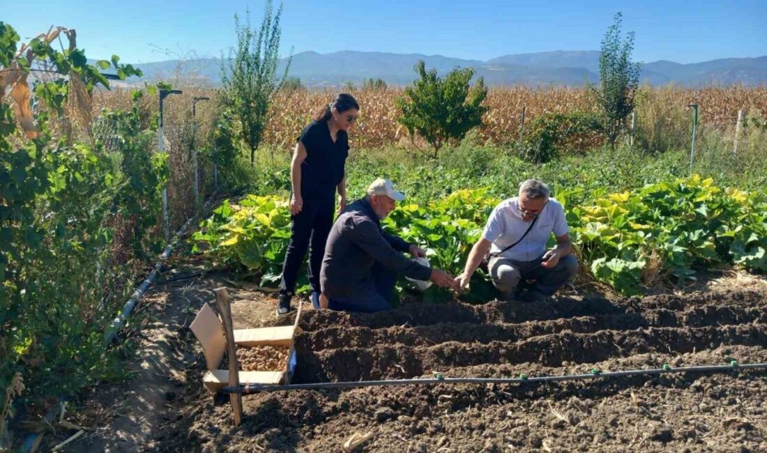 Tokat’ta bir çiftçi, Tokat İl Tarım ve Orman Müdürlüğü’nden aldığı