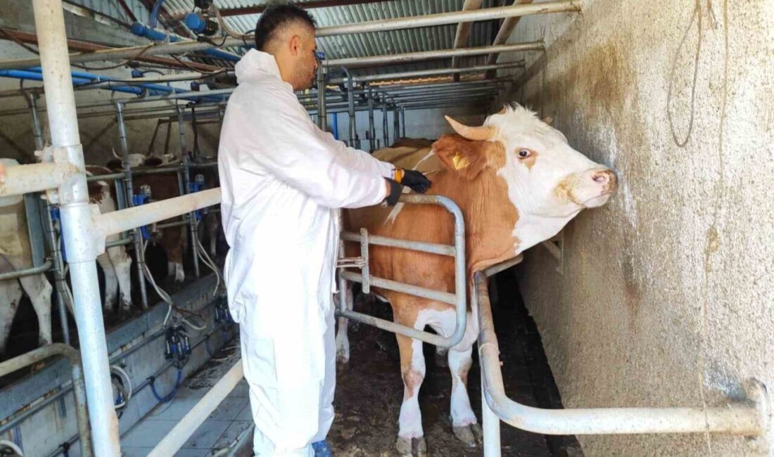Tokat’ta veteriner hekimler şap hastalığına karşı aşılama ve bilgilendirme çalışmalarını