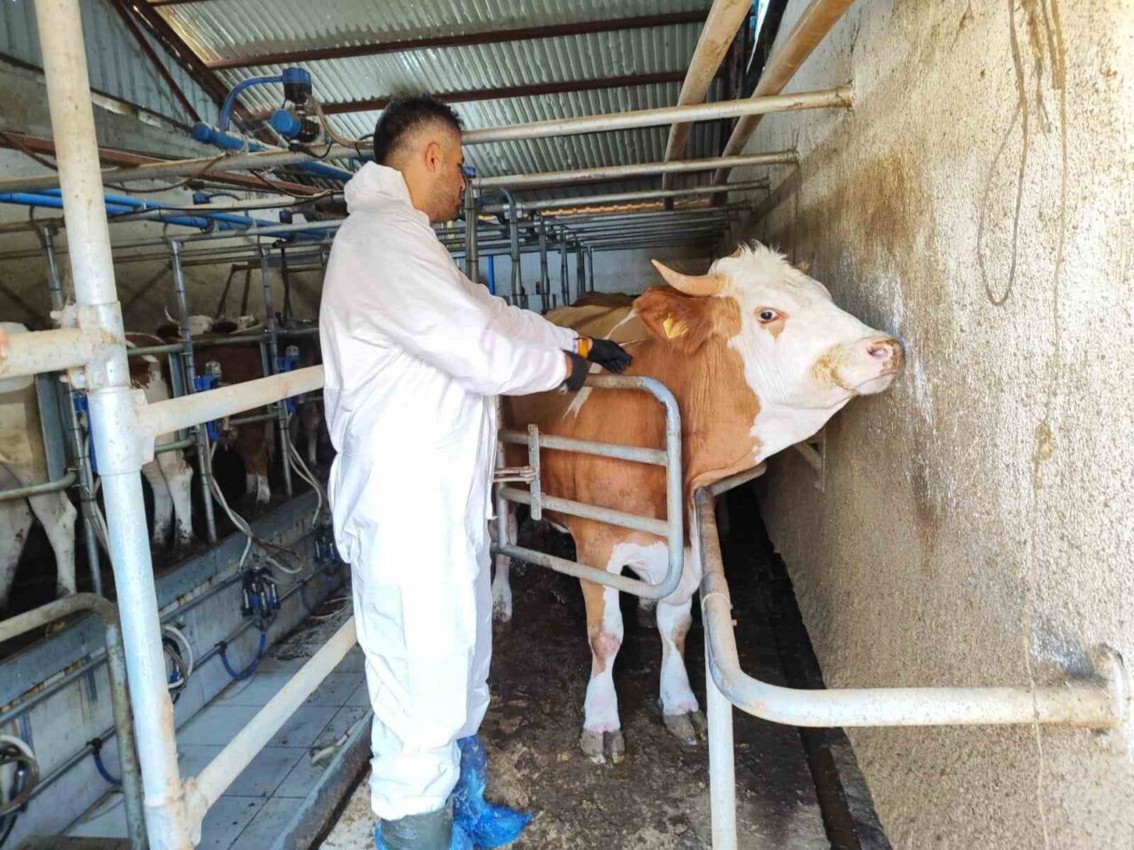 Tokat’ta veteriner hekimler şap hastalığına karşı aşılama ve bilgilendirme çalışmalarını