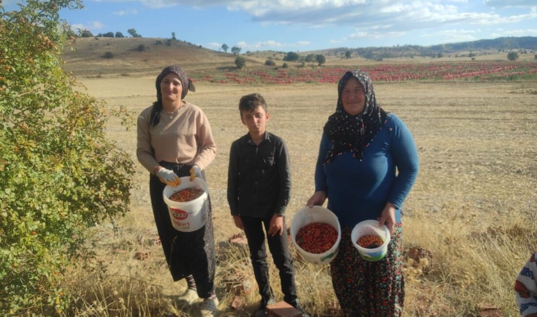Yozgat’ta severek tüketilen kuşburnuları doğadan zorlukla toplama mesaisi başladı. Yozgat’ın
