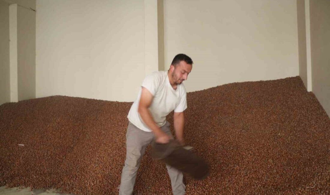 Giresun’da fındık fiyatları geçen haftaya göre stabil seyrederken, tüccarlar arasında