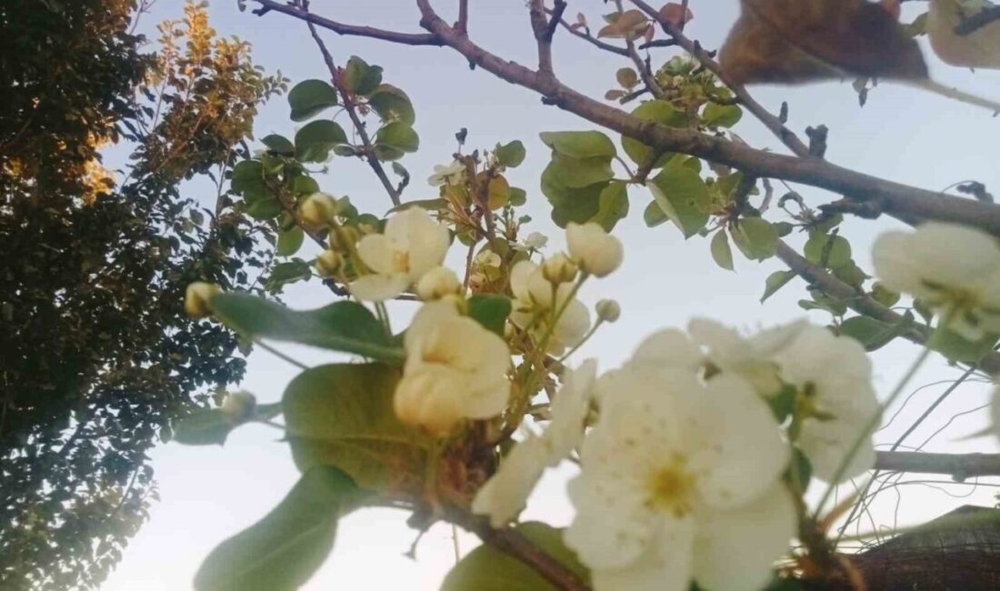 Tunceli’nin Çemişgezek ilçesinde geçen hafta toplanan armut ağacı bu hafta