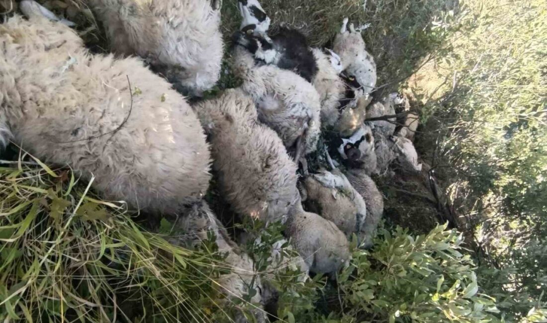 Tunceli’nin Ovacık ilçesinde hayvanlar arası meydana gelen sürü izdihamında 29
