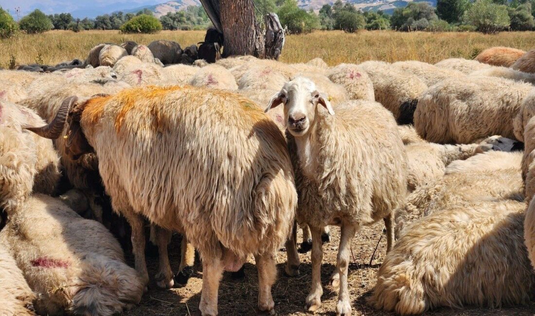 Tunceli’de şap hastalığına ilişkin hayvan hareket kısıtlamaları kaldırıldı. Tunceli’de 22