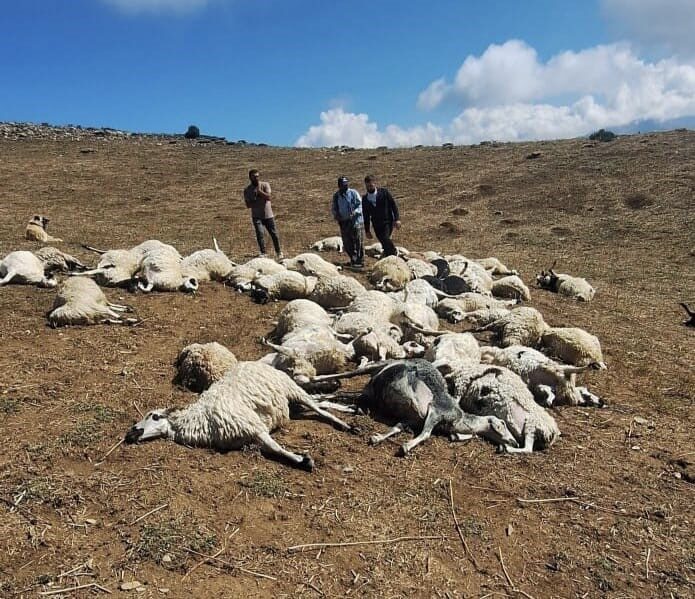 Tunceli’nin Pülümür ilçesinde yıldırım düşmesi 58 koyun telef oldu. Olay,