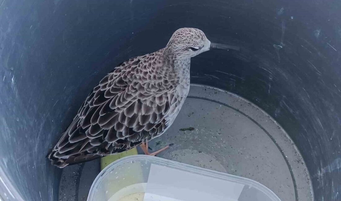 Ordu’nun Perşembe ilçesinde bir cami imamı, Türkiye’de nadir görülen ve