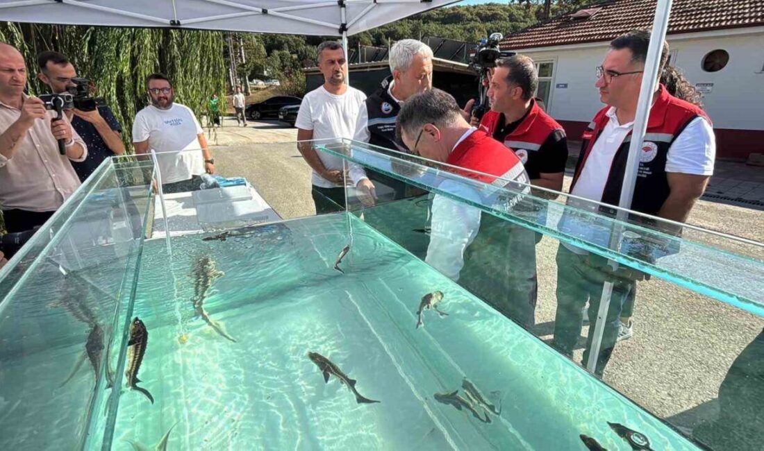 Türkiye’de kurulan modern tesislerde Mersin balığından üretilen siyah havyar, gramı