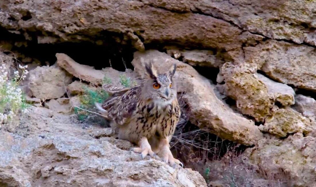 Sivas’ta yaban hayatı fotoğrafçısı, kanat genişlikleri yaklaşık 2 metreyi bulan