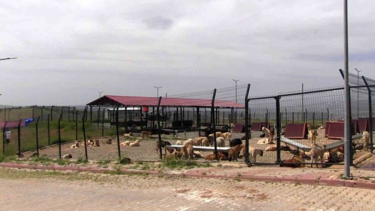 Türkiye genelinde uzun süredir tartışılan sokak hayvanları sorununa kalıcı çözüm