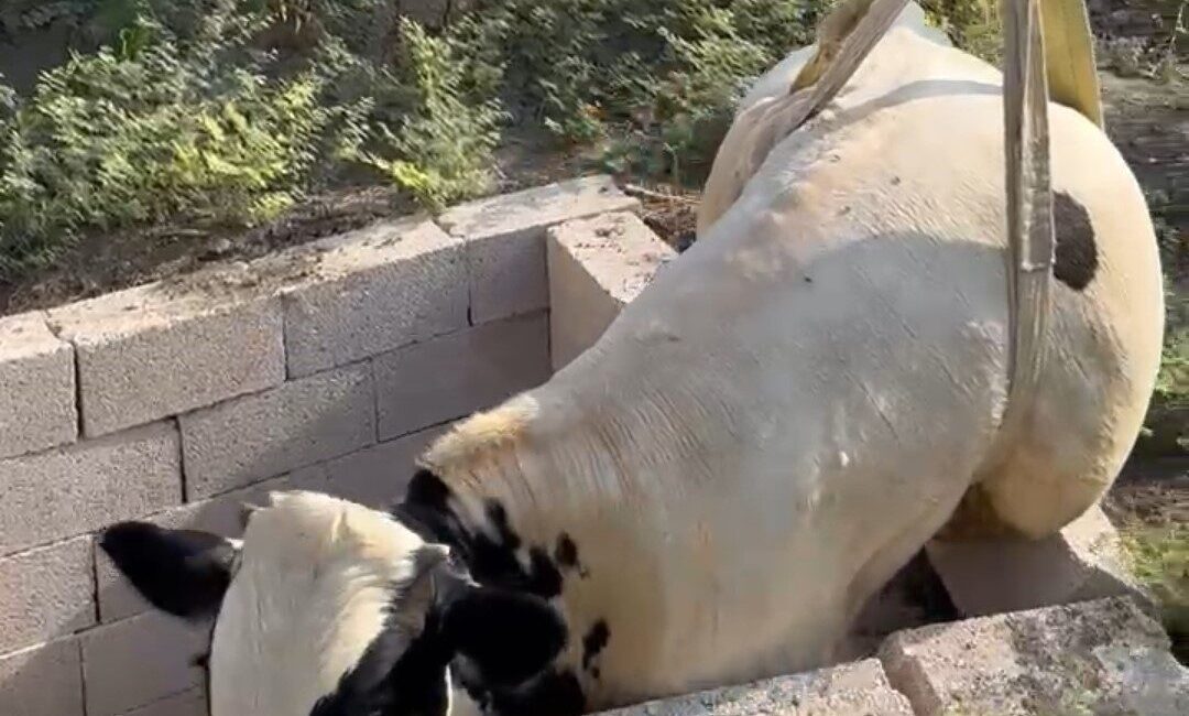 Adana’nın Ceyhan ilçesinde tuvalet kuyusuna düşen boğa itfaiye ekipleri tarafından