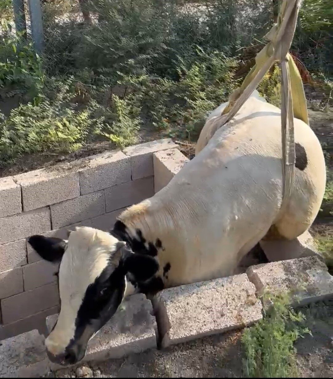 Adana’nın Ceyhan ilçesinde tuvalet kuyusuna düşen boğa itfaiye ekipleri tarafından