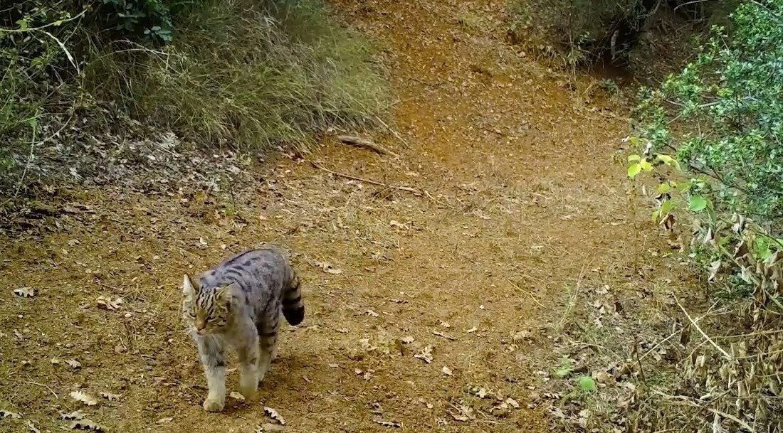 Uludağ’ın yeşil orman ağaçlarının arasında gezinerek avlanan yaban kedisi, fotokapana