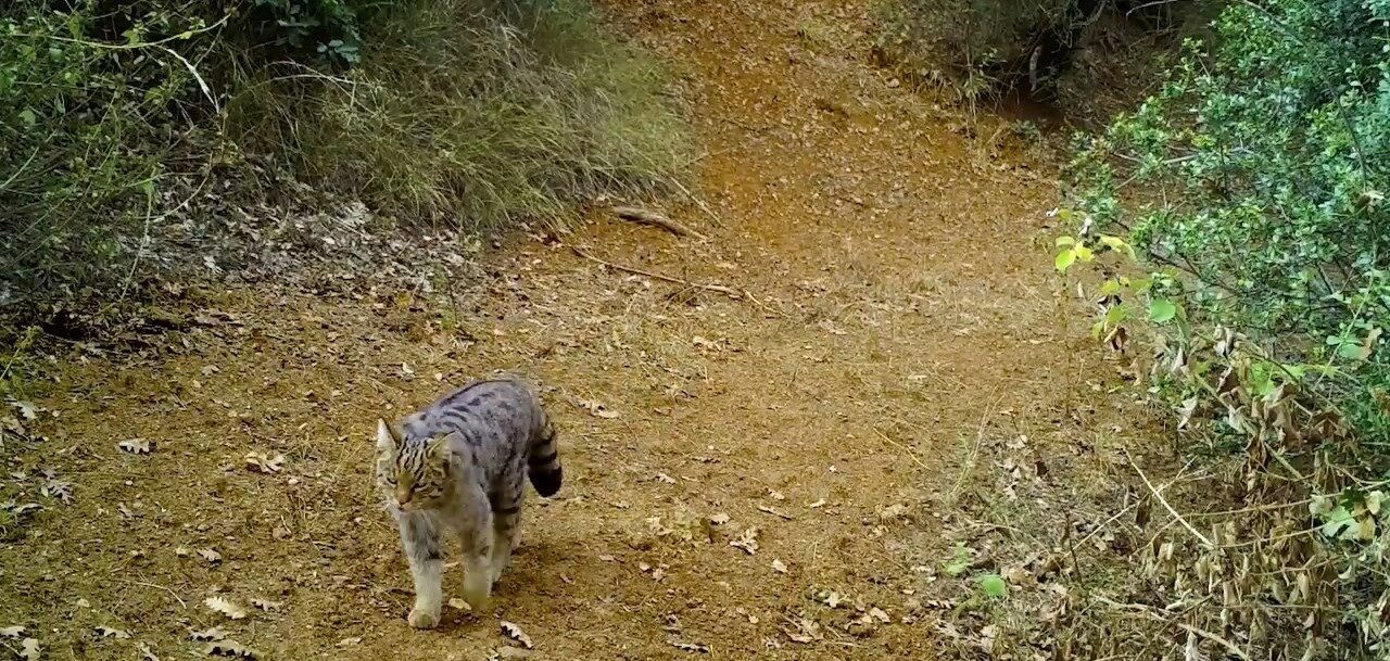 Uludağ’ın yeşil orman ağaçlarının arasında gezinerek avlanan yaban kedisi, fotokapana