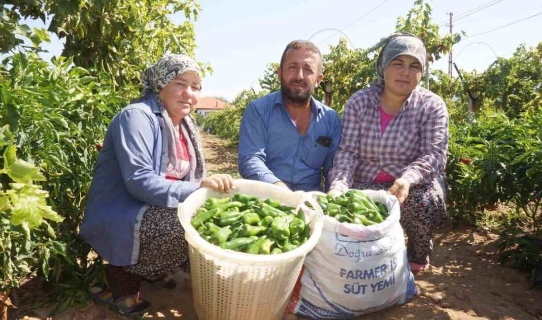 Manisa’nın Sarıgöl ilçesinde asırlık ata tohumu ile yetiştirilen ve coğrafi
